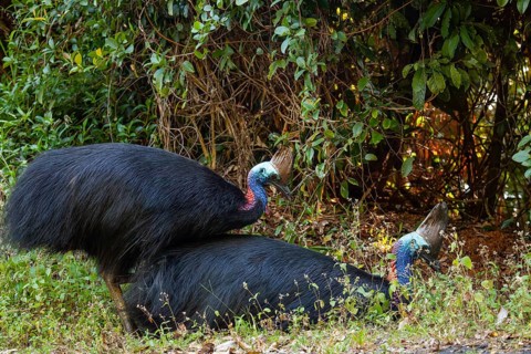 Mating behavior of helmet cassowaries in the Queensland rainforest Australia