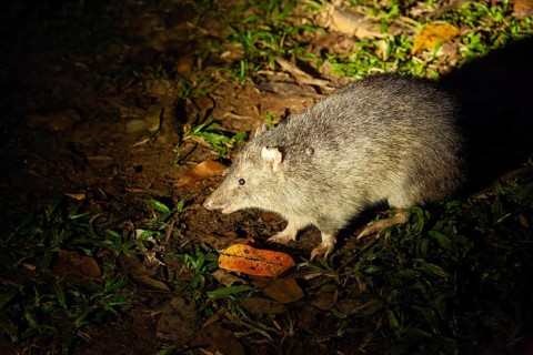 Wild nosebumbag at night in tropical bushland Queensland Australia