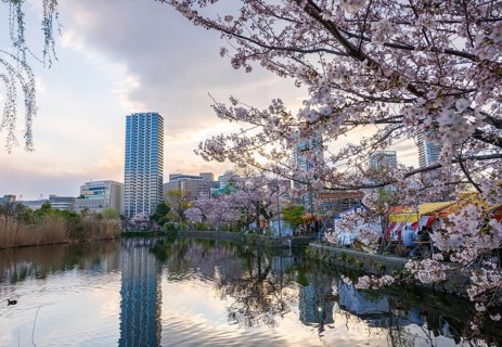 Skyscrapers reflected in lake at sunset, Shinobazu pond, cherry blossoms in spring, Hanami