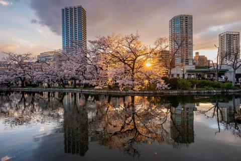 Skyscrapers reflected in lake at sunset, Shinobazu pond, lakeside cherry blossoms in spring, Hanami