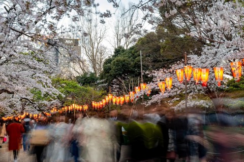 People walking through the park, blooming cherry trees and illuminated lanterns with Japanese