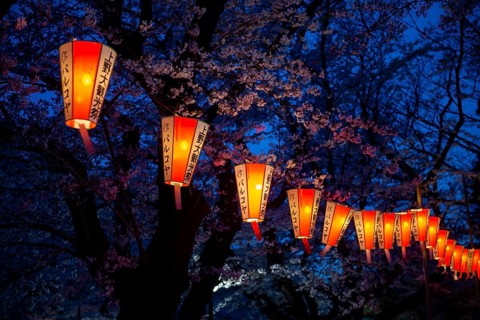 Blooming cherry trees and illuminated lanterns with Japanese lettering in the evening, blue hour,
