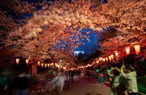 People walking through the park, blooming cherry trees and illuminated lanterns with Japanese