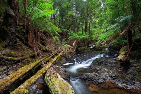 Arthur River at Philosopher Falls in the deep green forest with myrtle trees and ferns in Tasmania