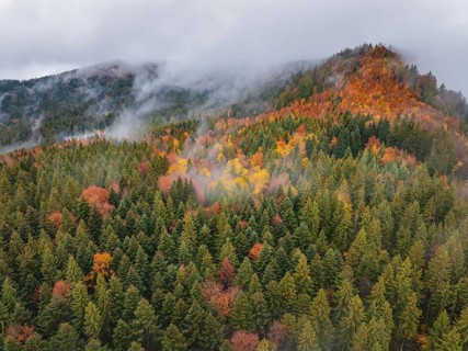 Autumn forest area with colorful treetops and clouds of fog, Wehingen, Tuttlingen district, Germany