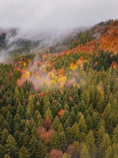 Foggy forest valley full of colorful autumn trees, taken from above, Wehingen, Tuttlingen district,