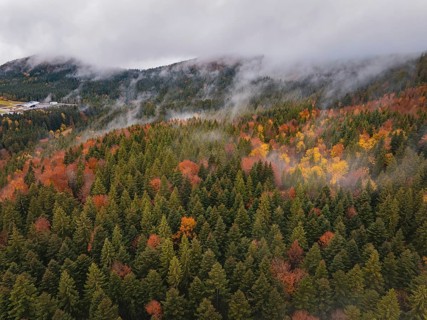 Colourful treetops in autumn forest covered in fog, Wehingen, Tuttlingen district, Germany