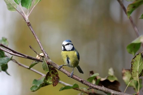 Blue tit (Cyanistes caeruleus), autumn, branch, apple tree, cute, colorful, bird feeding, The blue