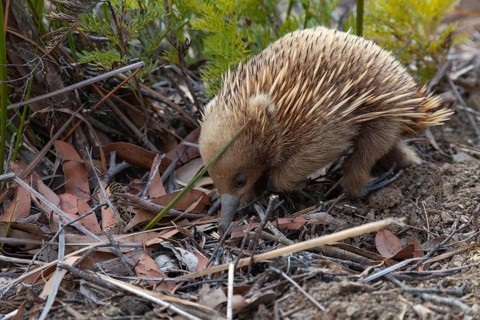 An echidna searches for food and rummages through the ground along the path at sunset. Warm light
