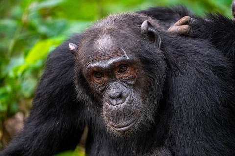Chimpanzee (Pan Troglodytes), animal portrait, male grooming in the jungle, Kibale National Park,