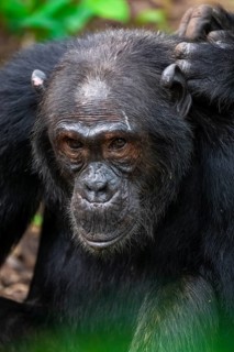 Chimpanzee (Pan Troglodytes), animal portrait, male grooming in the jungle, Kibale National Park,