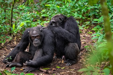 Two chimpanzees (Pan Troglodytes), adult male spawning, grooming in the jungle, Kibale National