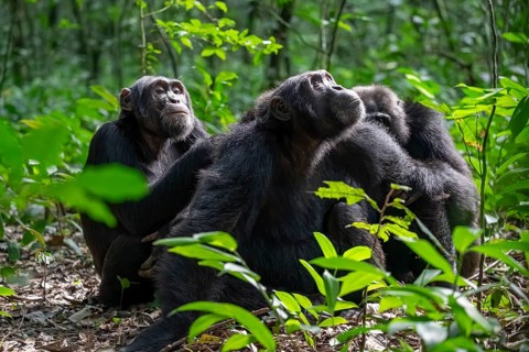 Three chimpanzees (Pan Troglodytes), adult male spawning, grooming in the jungle, Kibale National