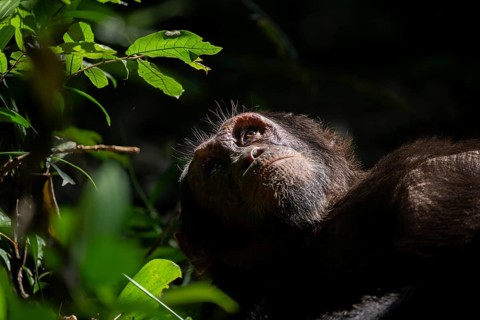 Animal portrait, chimpanzee (Pan Troglodytes), adult male looking up in the jungle, Kibale National