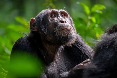 Beautiful animal portrait, chimpanzee (Pan Troglodytes), adult male in jungle, Kibale National