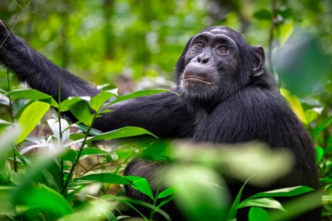 Chimpanzee (Pan Troglodytes), adult male among leaves in the jungle, Kibale National Park, Uganda
