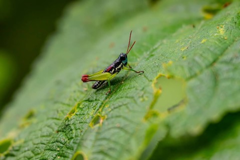 Green black grasshopper (Orthoptera) on a stem, Bwindi Impenetrable Forest, Uganda