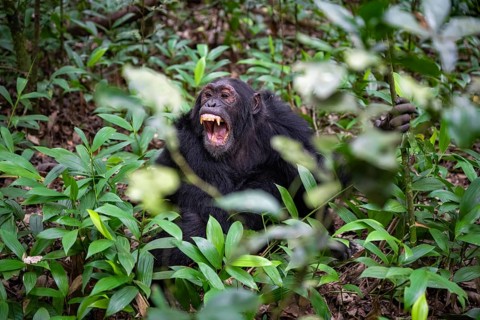 Chimpanzee (Pan Troglodytes) showing teeth, aggression, males on the ground, jungle in Kibale