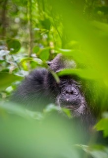 Chimpanzee (Pan Troglodytes), old man on the ground, atmosphere, green jungle in Kibale National
