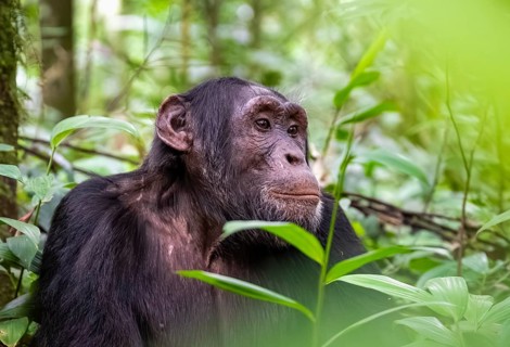 Chimpanzee (Pan Troglodytes), male looking thoughtfully, animal portrait on ground, atmosphere,