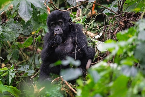 Mountain gorilla (Gorilla beringei beringei), juvenile, eats leaves, Bwindi Impenetrable Forest,