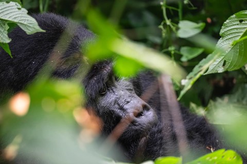 Mountain gorilla (Gorilla beringei beringei), Silverback, in thick vegetation, Bwindi Impenetrable