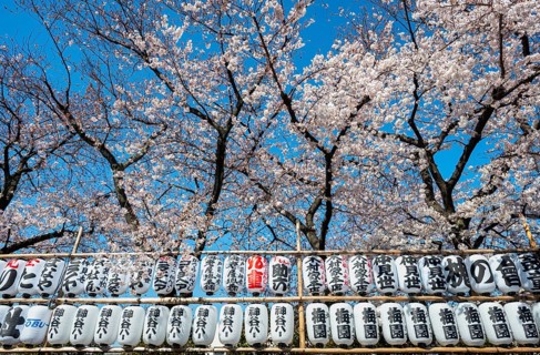 Blooming cherry trees and lanterns with Japanese characters, Buddhist temple complex, Senso-ji