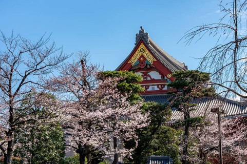 Blooming cherry trees and red-gold roof gable of a temple building, Buddhist temple complex,