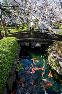 Blooming cherry trees and pond with koi carp, Buddhist temple complex, Asakusa shrine or Senso-ji