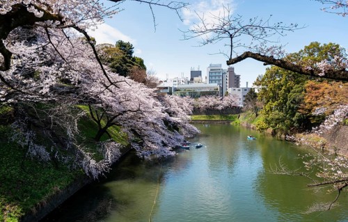 Chidorigafuchi Canal with rowing boat in front of blooming cherry trees, moat, Japanese cherry