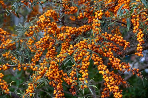 Ripe sea buckthorn fruits (Hippophae rhamnoides) on a bush, Darß, Mecklenburg-Western Pomerania,
