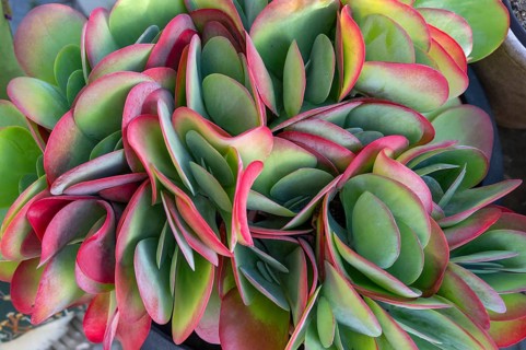 Leaves of the fat hen (Sedum), Bavaria, Germany