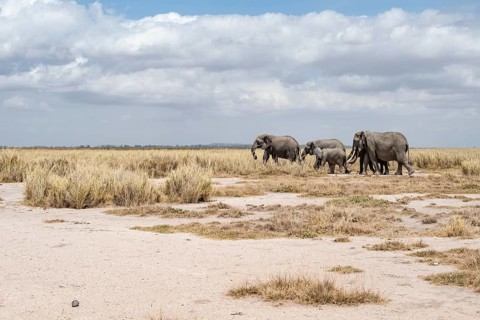 African elephants (Loxodonta africana), herd in dry savanna, Amboseli National Park, Rift Valley