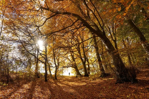 Bright autumn forest with large trees along a sunny hiking trail. Golden leaves cover the ground,
