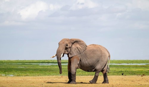 African elephant (Loxodonta africana), bull elephant, Amboseli National Park, Rift Valley Province,