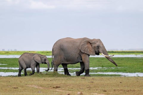African elephant (Loxodonta africana), mother and young, near water, Amboseli National Park, Rift
