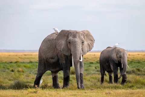 African elephant (Loxodonta africana), two animals in Longinye swamp with herons (Bubulcus ibis),