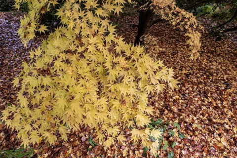 Japanese Japanese maple (Acer palmatum Sangu-Kaku) in autumn leaves, Emsland, Lower Saxony, Germany