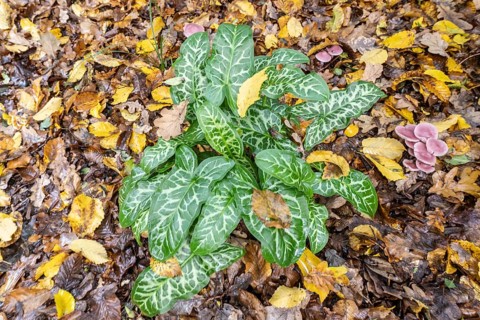 Italian arum stick (Arum italicum Pictum), Emsland, Lower Saxony, Germany
