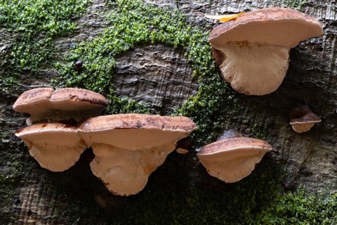 Hardwood resin porling (Ischnoderma resinosum), Emsland, Lower Saxony, Germany