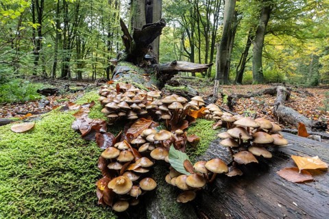 Green-leafed sulfur head (Hypholoma fasciculare) in beech forest, Emsland, Lower Saxony, Germany