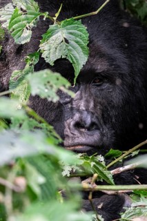 Mountain gorilla (Gorilla beringei beringei), adult male, silverback, animal portrait, among