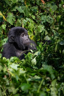Mountain gorilla (Gorilla beringei beringei), among leaves, Bwindi Impenetrable Forest, Uganda