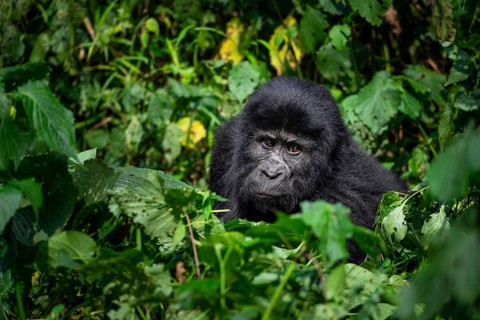 Mountain gorilla (Gorilla beringei beringei), between leaves, animal portrait, Bwindi Impenetrable
