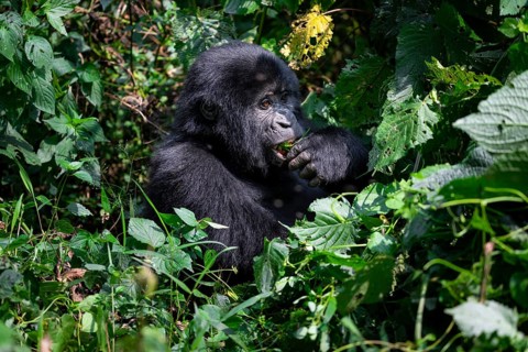 Mountain gorilla (Gorilla beringei beringei), eating leaves, Bwindi Impenetrable Forest, Uganda