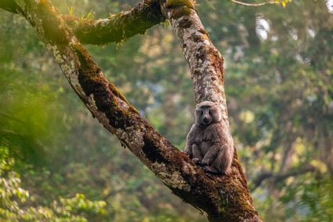 Anubispavian or green baboon (Papio anubis) sitting in a tree in a branch fork, Bwindi Impenetrable