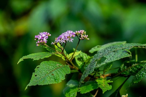 False aster (Vernonia auriculifera), with purple flower, Bwindi Impenetrable Forest, Uganda