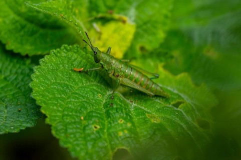 Green grasshopper (Orthoptera) on a leaf, Bwindi Impenetrable Forest, Uganda