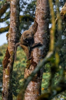 Anubispavian or green baboon (Papio anubis), climbing a tree trunk, Bwindi Impenetrable Forest,