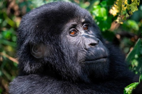 Mountain gorilla (Gorilla berengei berengei), Bwindi Impenetrable National Park, Uganda